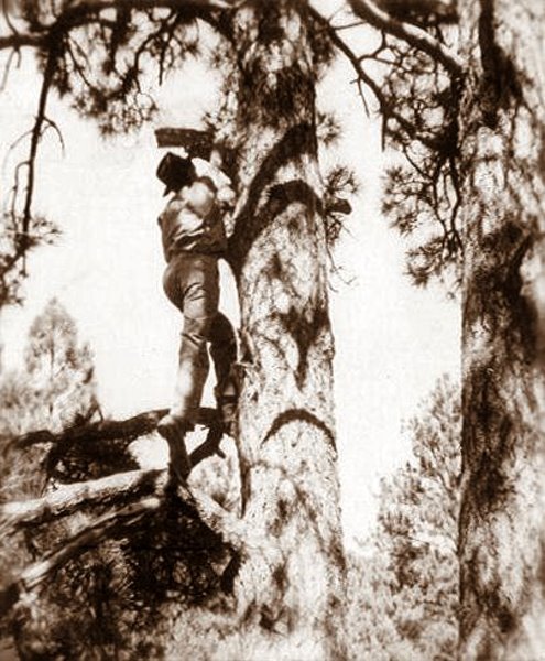 Sherrill climbing a large pine tree near Ruidoso, 1941